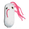 Salmonella