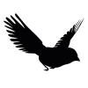 Pajarito