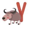 Y